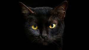Why can’t cats eat cooked chicken?